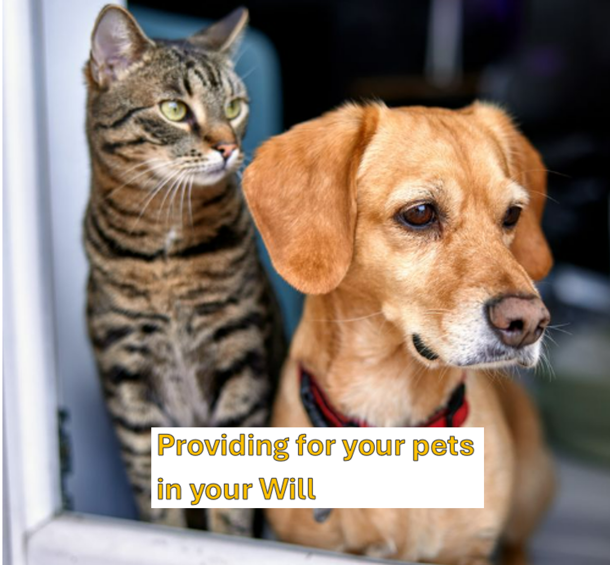 Providing for pets in your Will